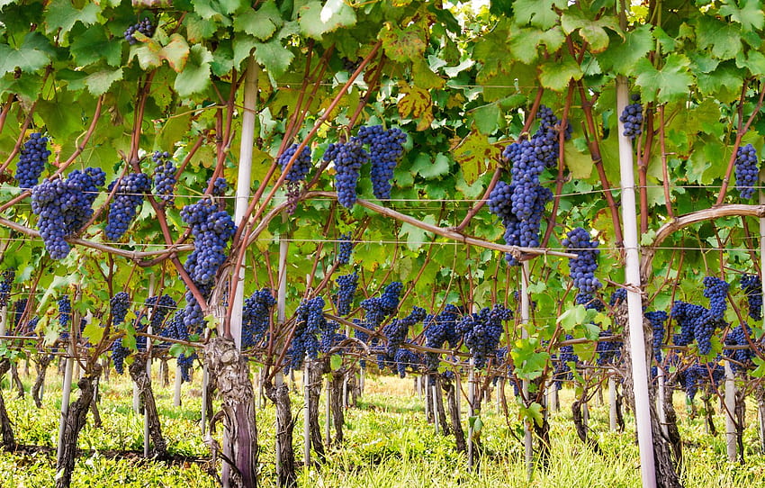 Itália, vinho, uvas, Piemonte, vinhedo, vinho tinto, Barolo, Denominação de Origem Controlada e Garantida, DOCG, vitis vinifera, Nebbiolo for , seção природа papel de parede HD