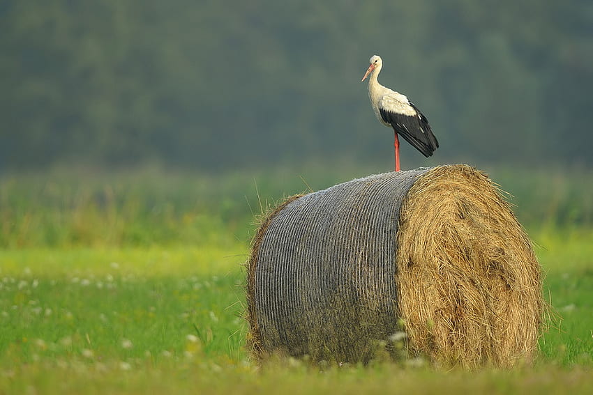 The Observer, bird, field, hay, beautiful, observer, grass, , stork HD wallpaper