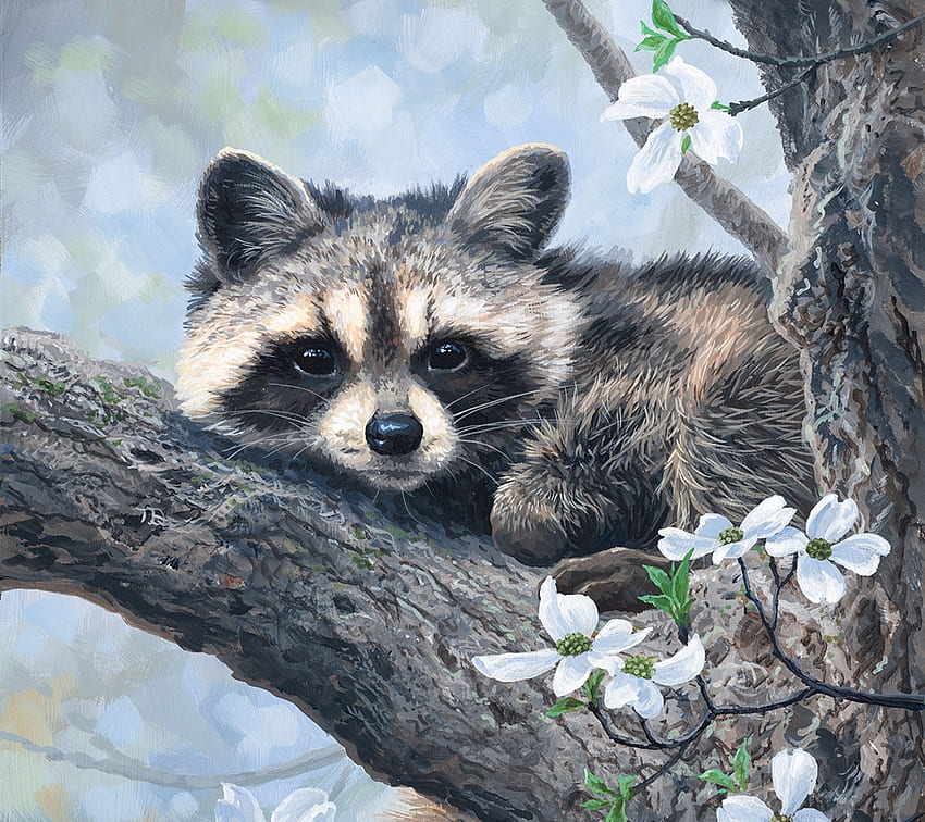 Dogwood hideout, animal, art, abraham hunter, raton, raccoon, spring, tree, painting, pictura, flower HD wallpaper