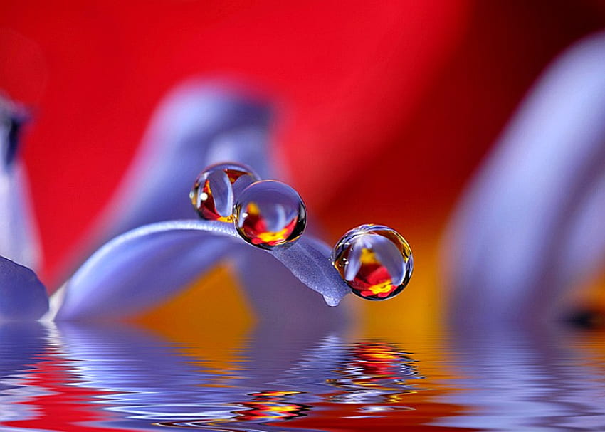 Water Drops, beautiful HD wallpaper