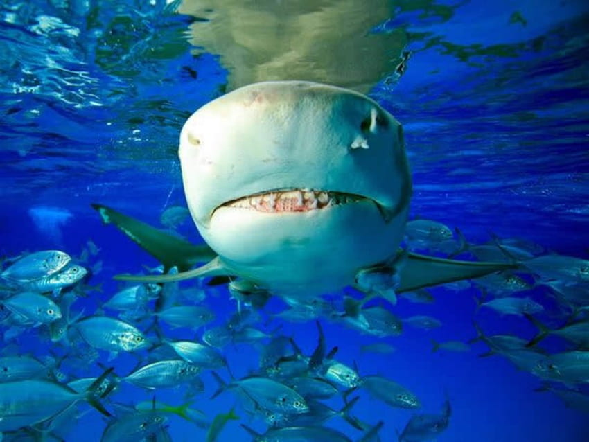 Лимонена акула, зъби, природа, акула, вода HD тапет