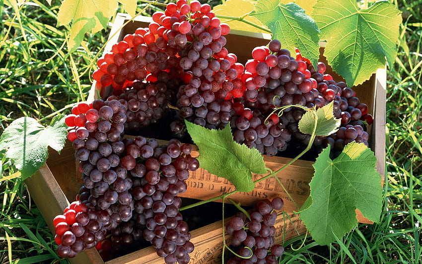 Grapes, Fruits, Food, Bunches, Clusters, Boxes HD wallpaper