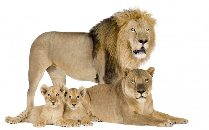 family portrait, big, cats, male, female cub, lions HD wallpaper