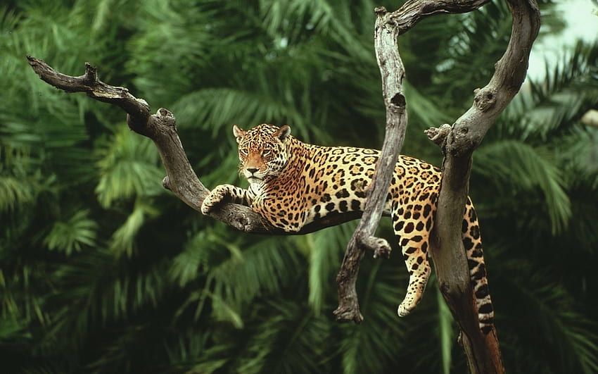 ジャガー、動物、野生、木 高画質の壁紙