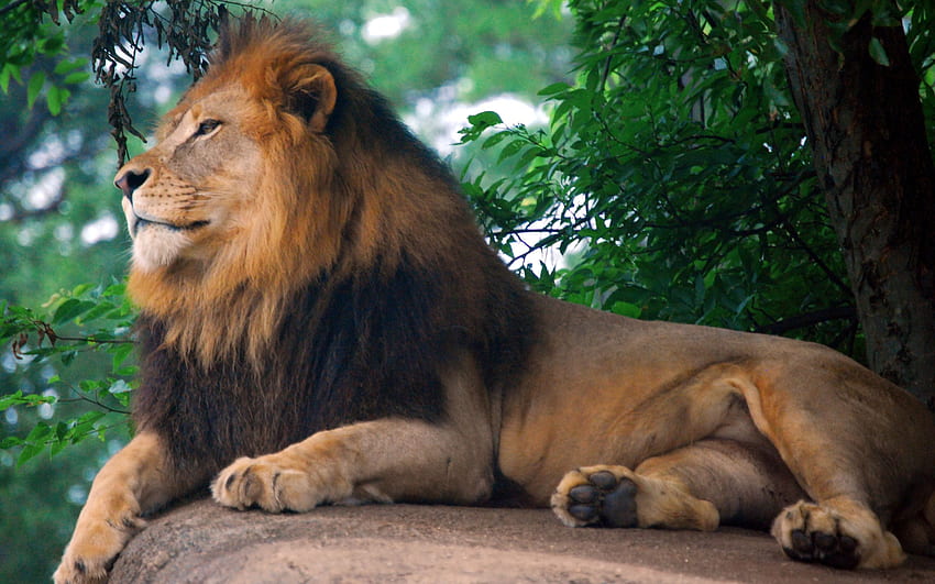 Lion King of Zoo im jpg-Format für Zootiere HD-Hintergrundbild