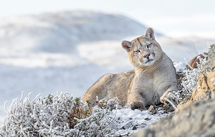 winter, frost, face, Puma, Cougar HD wallpaper