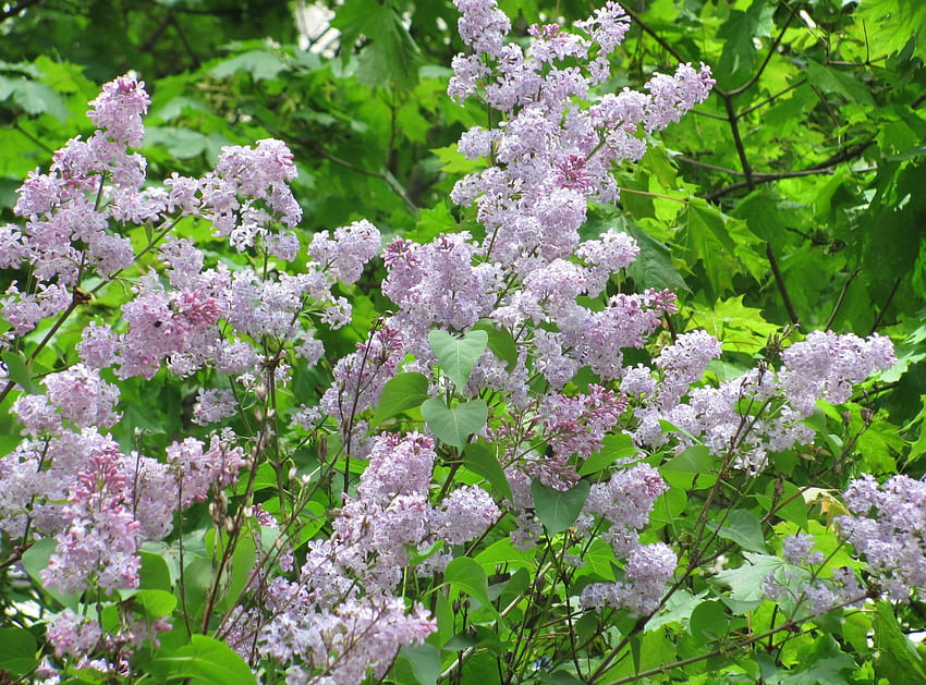 Flowers, Lilac, Branches, Bloom, Flowering, Greens, Spring HD wallpaper