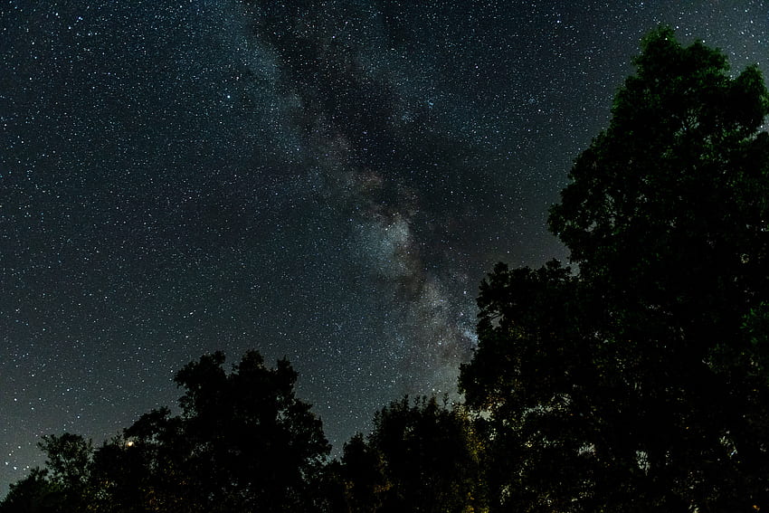 Trees, Stars, Night, Dark, Starry Sky, Milky Way HD wallpaper
