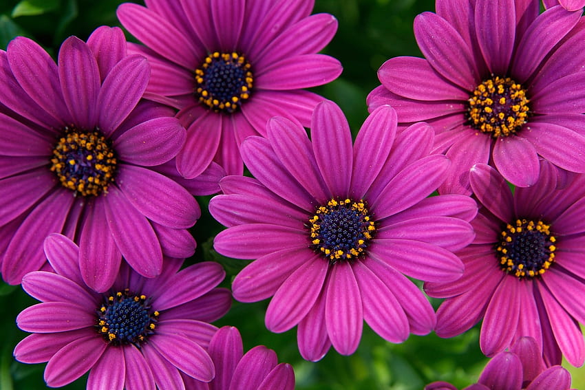 ดอกเดซี่ กลีบดอกไม้ ใบไม้ ธรรมชาติ สี วอลล์เปเปอร์ HD