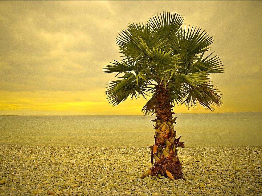 Lonely tree, sand, abstract, palm, nature, tree HD wallpaper