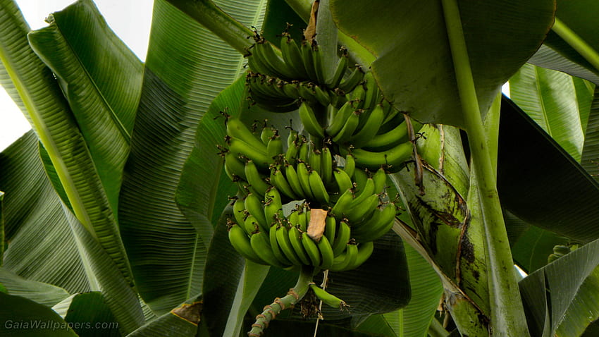 Green bananas in a banana tree - HD wallpaper