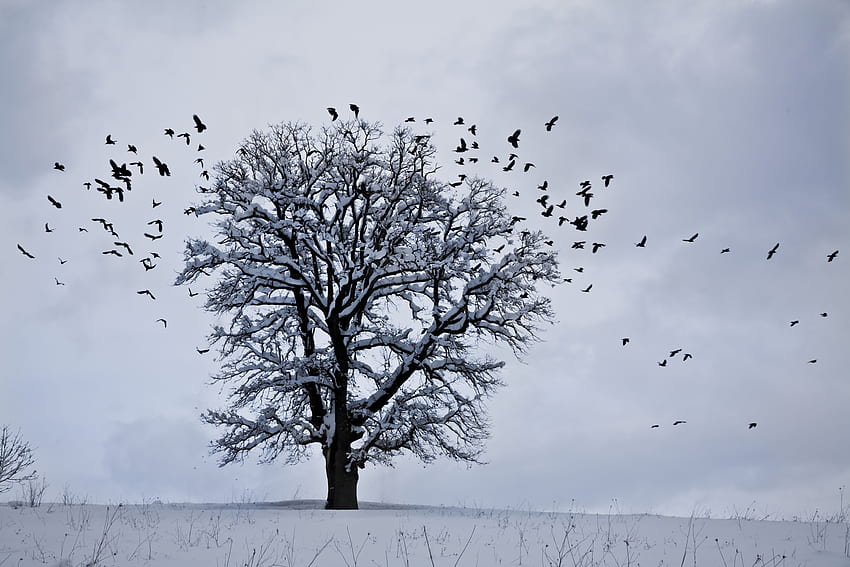 Winter, Nature, Birds, Snow, Wood, Tree HD wallpaper