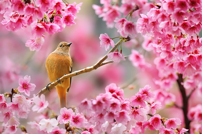 Птица, седяща на цъфтящо вишнево дърво, птици, , , фон и , Чертеж на цъфтящо вишнево дърво HD тапет