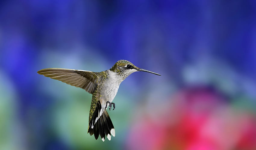 Animals, Background, Humming-Birds, Bird, Blur, Smooth, Wings, Wave, Sweep HD wallpaper