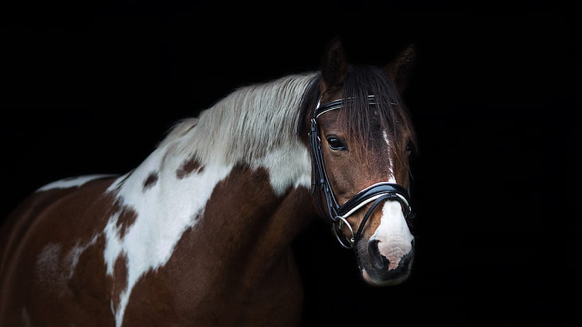Horse, head, mane, black background U HD wallpaper