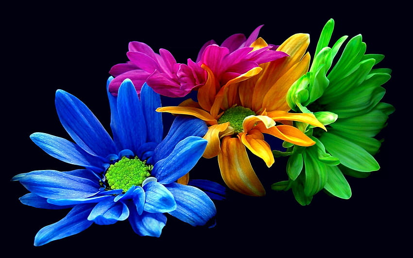 Kolorowe kwiaty, Kwiaty, Natura, Stokrotki, Kolorowe Tapeta HD