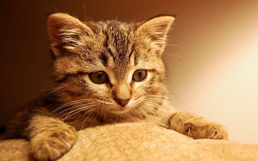 Kitten, cute, pet, paws HD wallpaper