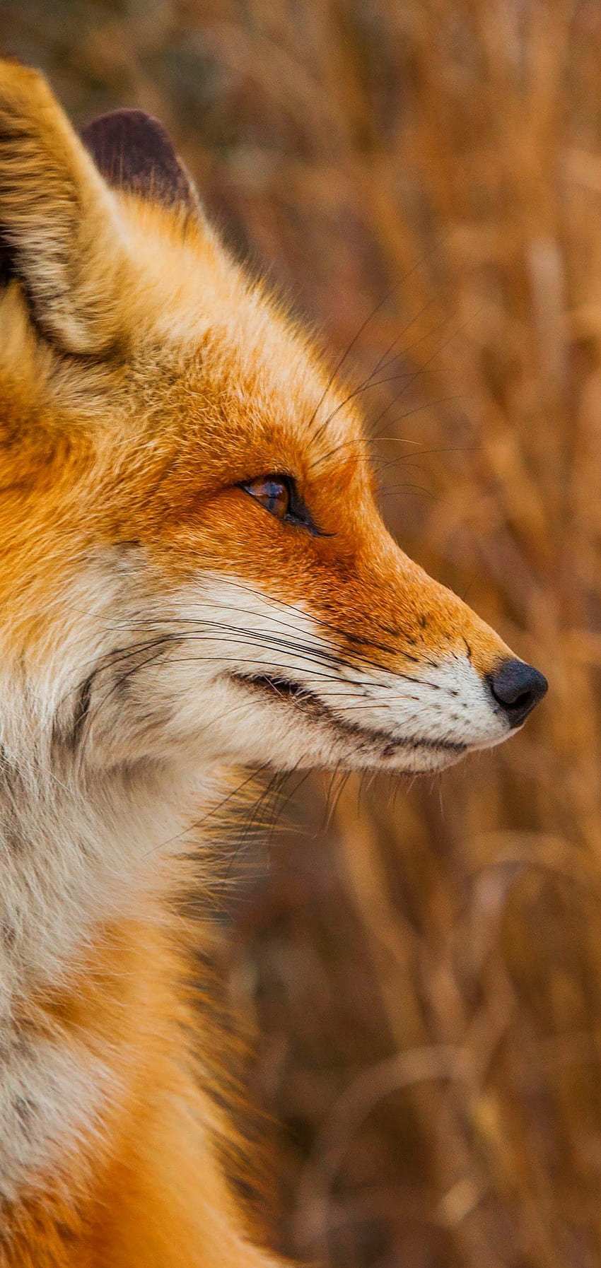Red Fox , Black and Red Fox HD phone wallpaper