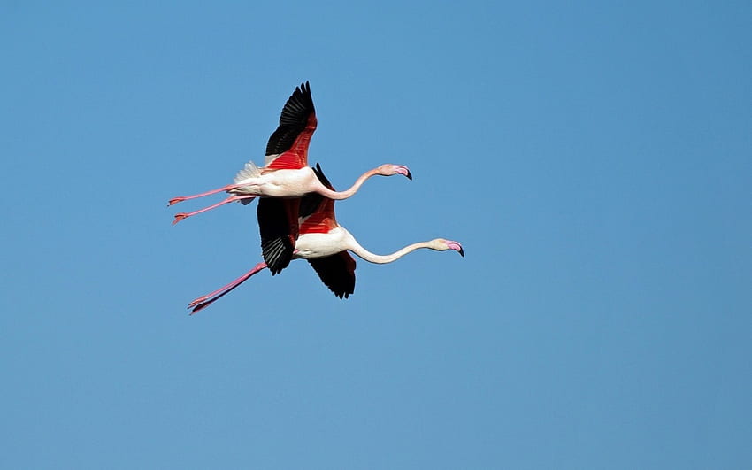 Flamingos, blue, wings, white, flamingo, black, bird, flying, red, sky HD wallpaper