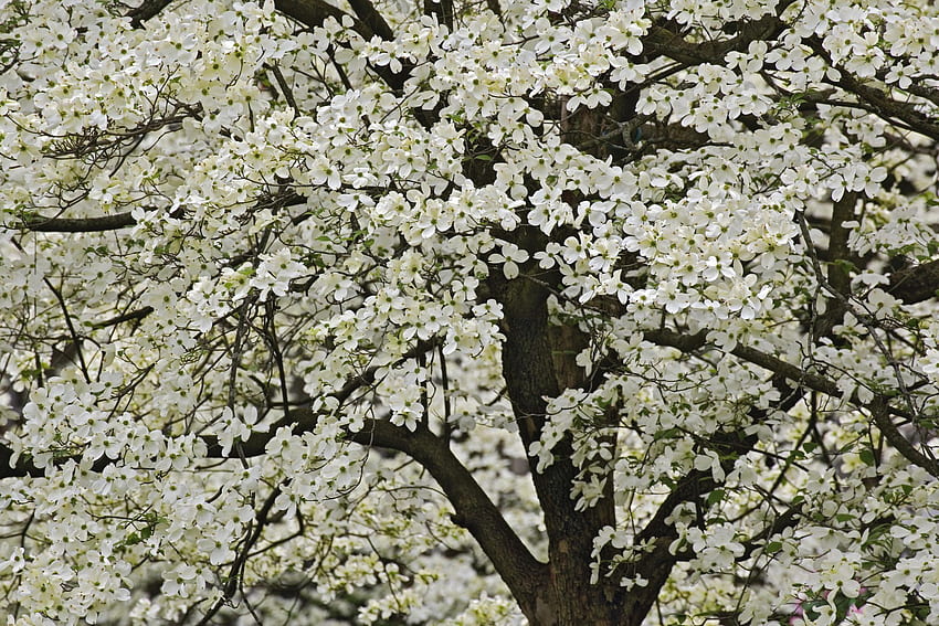 Fioritura gigante Sanguinello albero (Cornus florida) Louisville, Kentucky Sfondo HD