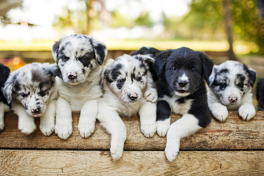 Puppies, animal, dog, puppy, australian shepherd, cute, paw, caine HD wallpaper