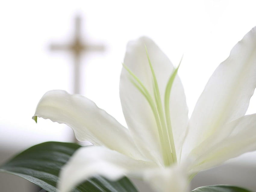Easter 2020, Easter Lily HD wallpaper