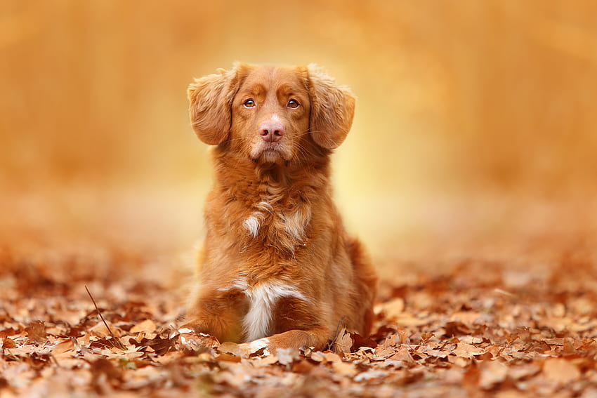 สัตว์ ฤดูใบไม้ร่วง สุนัข ใบไม้ วอลล์เปเปอร์ HD