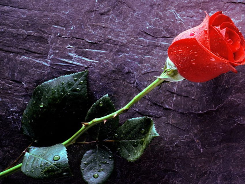 one single rose, still in bud, red is bright HD wallpaper