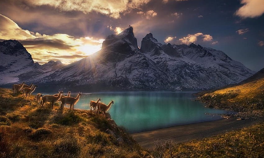 Guanacos, impresionantes, Llamas, Montañas, lago, escénico, nubes, naturaleza, Calmante, puesta de sol fondo de pantalla