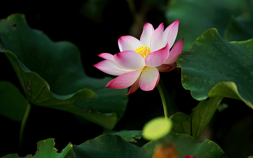 Lotus Flower, plant, beautiful, flower, lotus HD wallpaper
