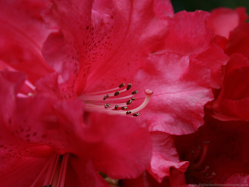 ruby in bloom, blooming, open pistils, red, flower HD wallpaper