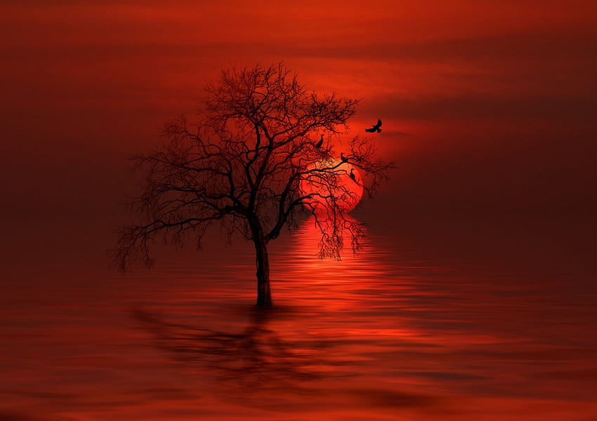 HOME TO ROOST, SKY, TREE, BIRDS, REFLECTION, SUNSET HD wallpaper