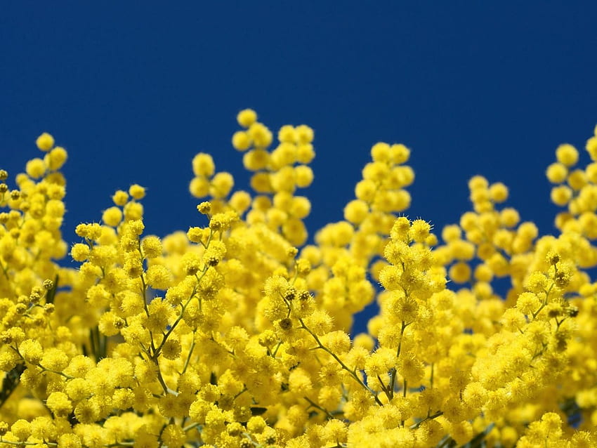 mimosa, leña menuda, amarillo, esponjoso, cerca fondo de pantalla