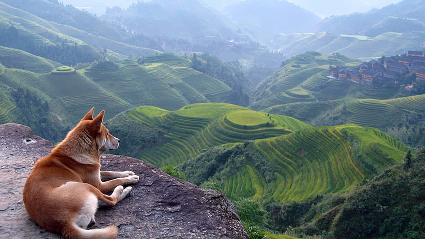 犬の視線の下の山の風景, 緑, 風景, 犬, 山, 動物 高画質の壁紙