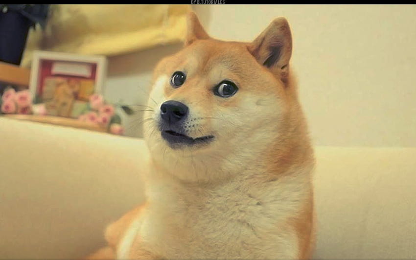 Doge Meme, Doggo Meme HD-Hintergrundbild