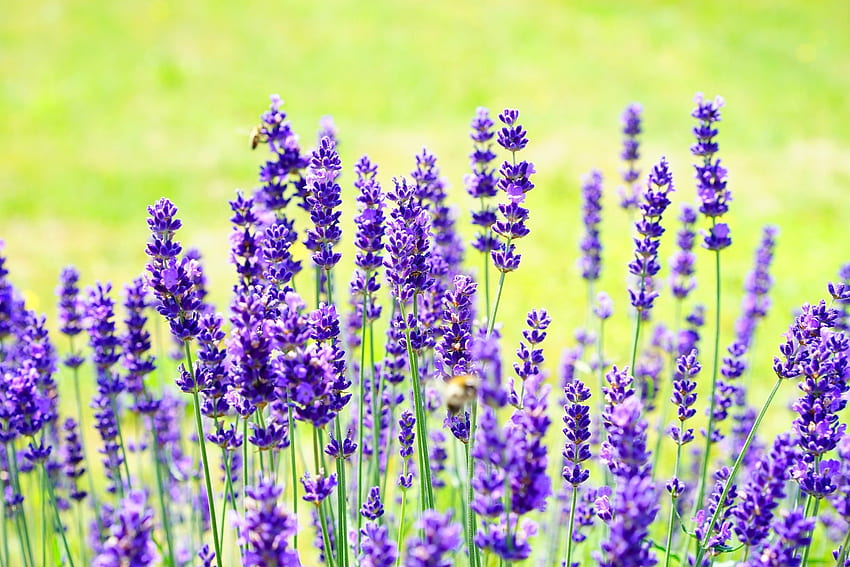 Lavender, ungu, hijau, bunga, musim semi Wallpaper HD