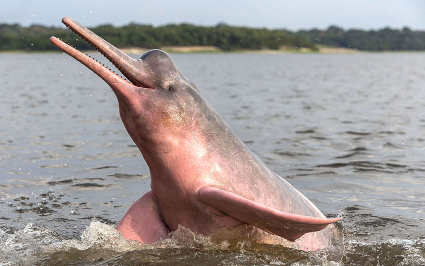 Amazon River Dolphin, Pink Dolphin HD wallpaper