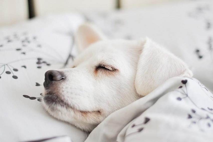 Tidur Lucu, anjing, Manis, putih, tempat tidur, Bayi, moncong, cantik, tidur Wallpaper HD