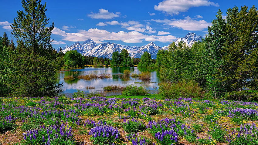 Pilgrim Creek Wildflowers, Teton Range, plantas, flores, paisagem, árvores, montanhas, lago, EUA, Wyoming papel de parede HD