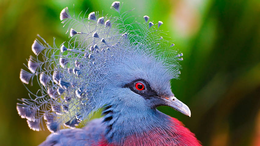 Animals, Feather, Bird, Multicolored, Motley, Crowned Pigeon, Crowned Dove HD wallpaper