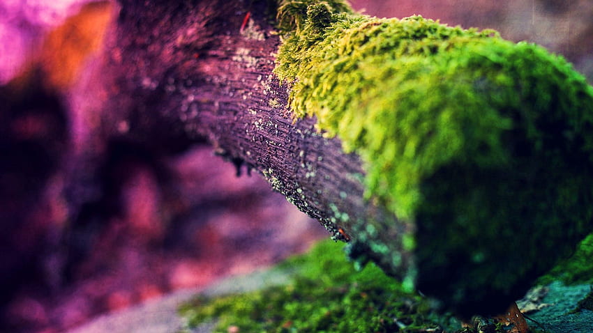 Macro, Light, Branch, Light Coloured, Moss HD wallpaper