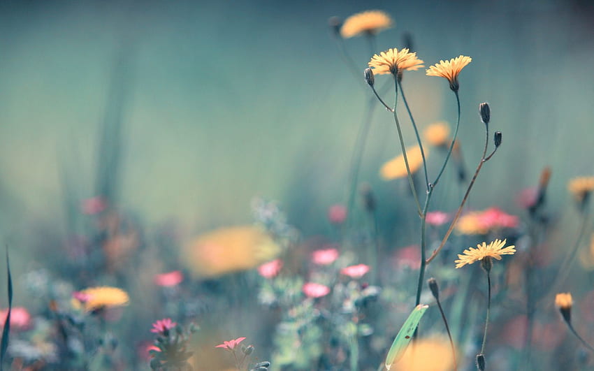 Flowers, Summer, Macro, Blur, Smooth, Field, Macro graphy HD wallpaper