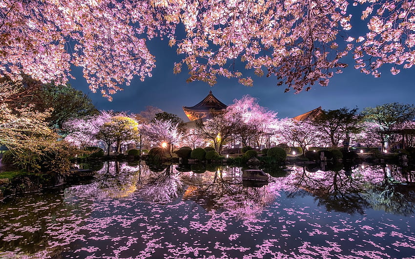 Sakura-Bäume, japanischer Sakura-Baum HD-Hintergrundbild