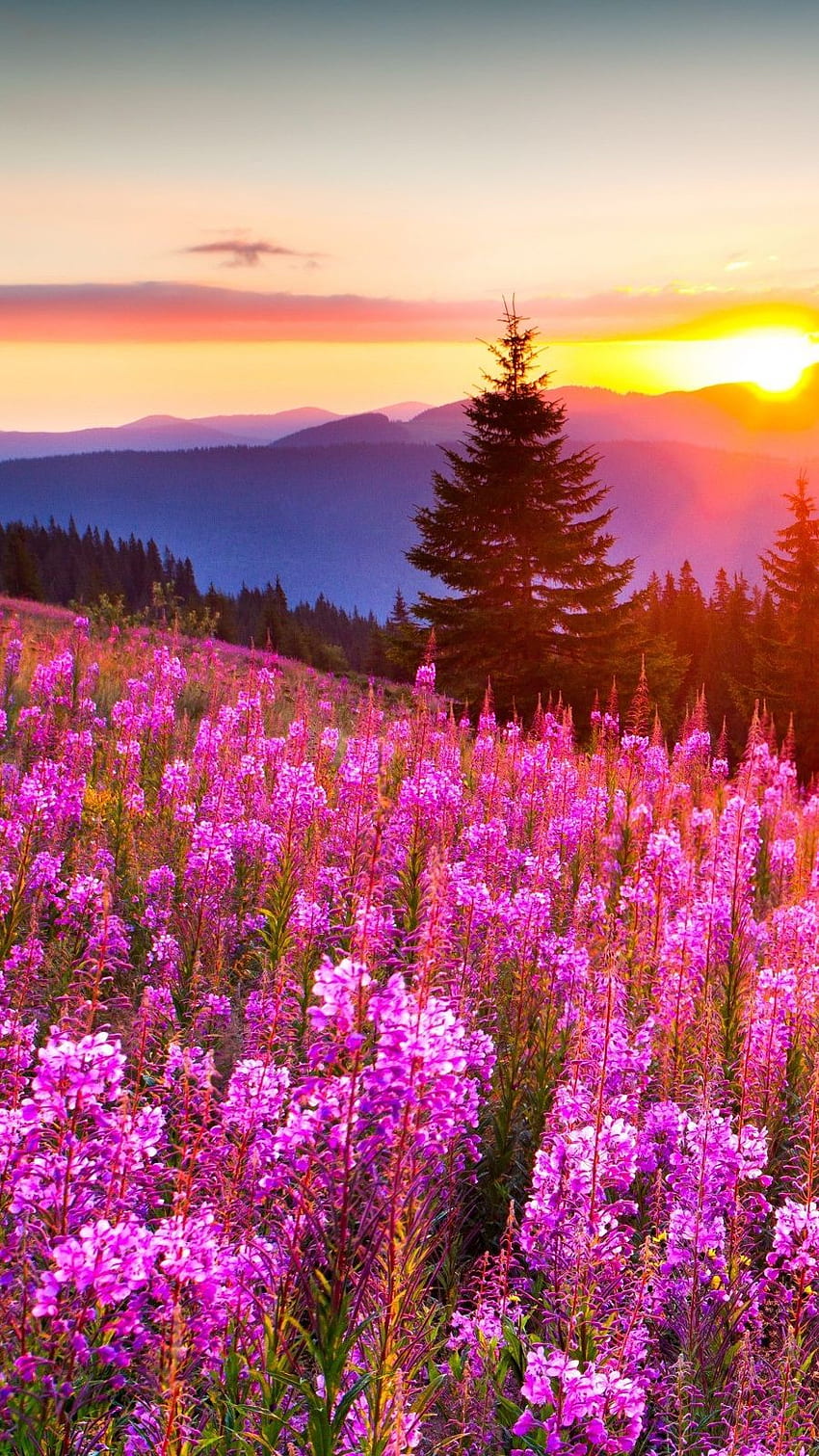 ธรรมชาติ พระอาทิตย์ขึ้น อรุณสวัสดิ์ พื้นหลัง ธรรมชาติสีชมพู วอลล์เปเปอร์โทรศัพท์ HD