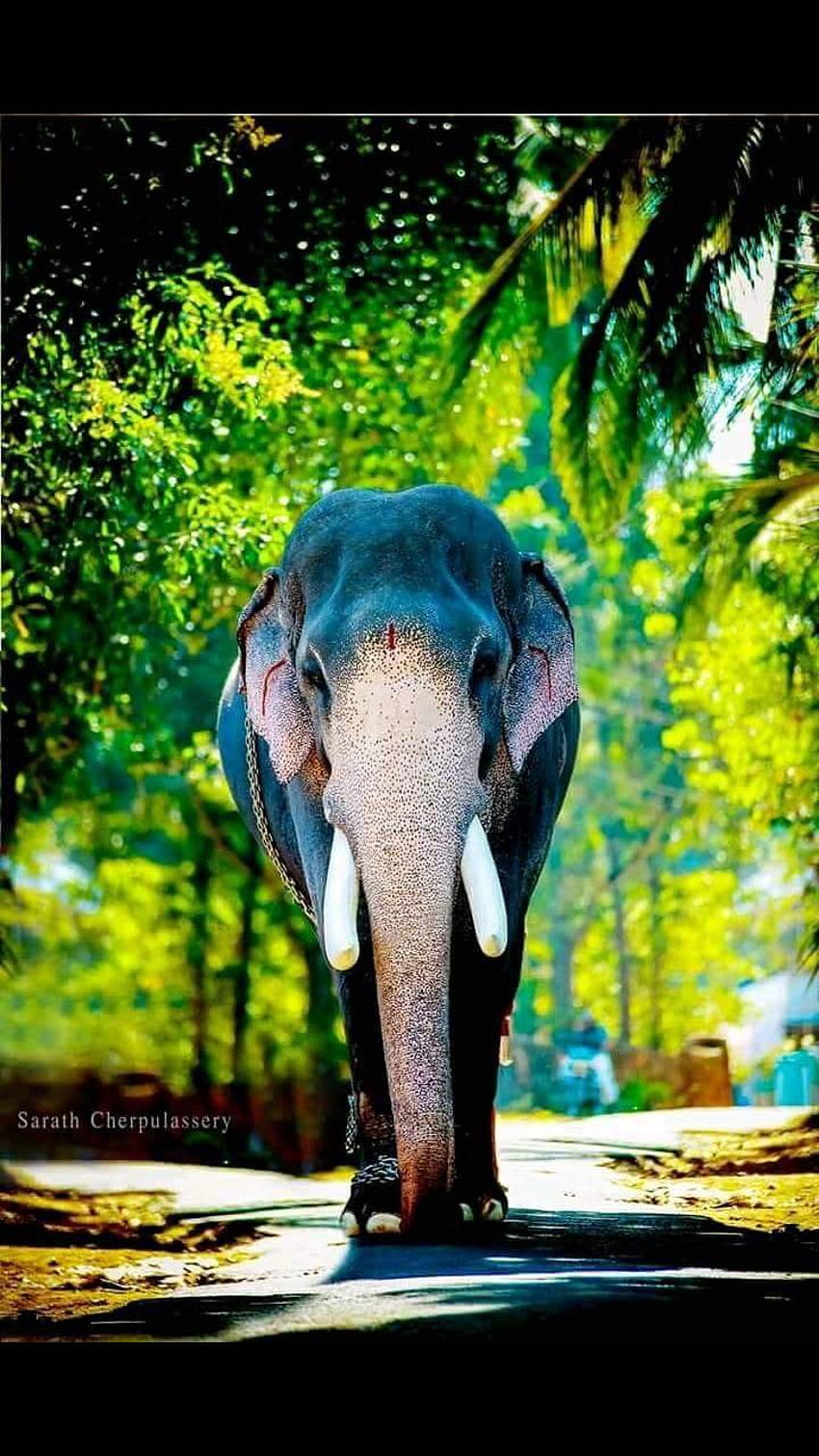 케랄라 코끼리 HD 전화 배경 화면