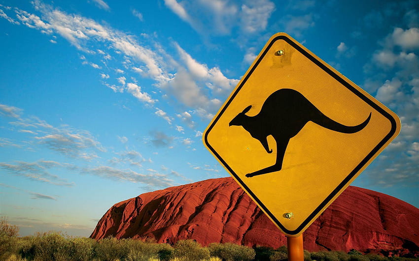 Kangaroo, Funny Kangaroo HD wallpaper