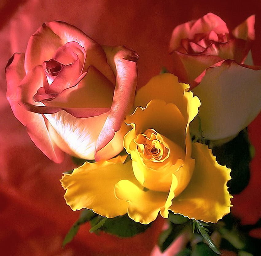 Roses for Anca, sunshine, pink, roses, yellow, flowers HD wallpaper