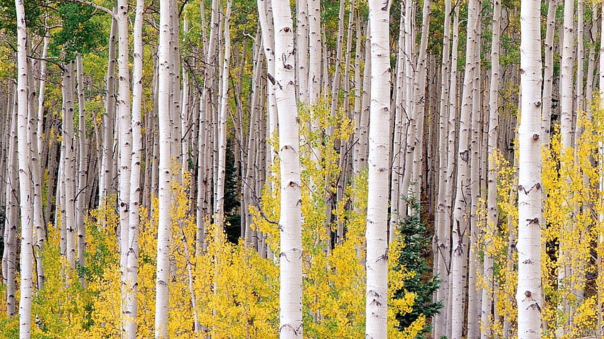 Aspen Trees Wallpapers  Top Free Aspen Trees Backgrounds  WallpaperAccess
