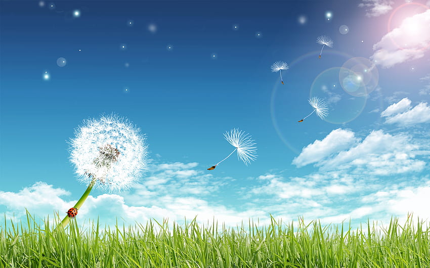 Grass, Background, Sky, Dandelions HD wallpaper