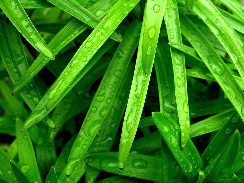 Grass, Drops, Macro, Wet, Humid HD wallpaper